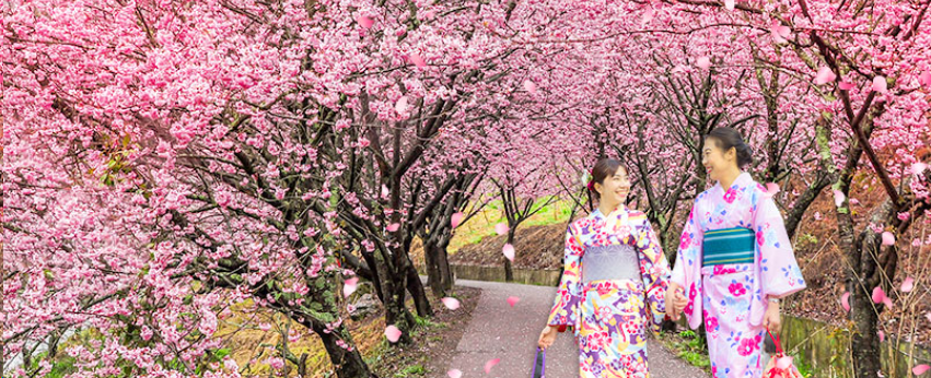 Aboriginal Cherry Blossom Festival in Taiwan