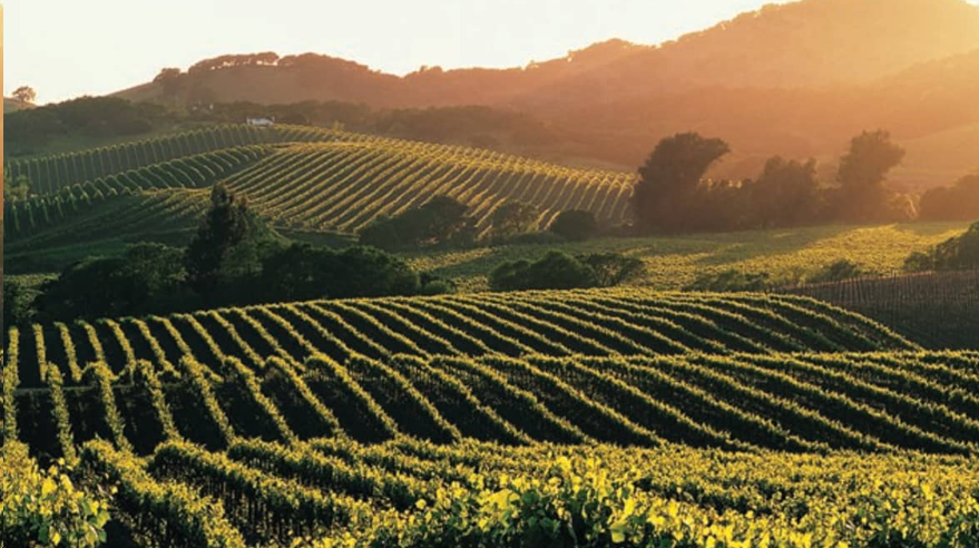 ACCESS Napa Valley: Exclusive Guided Wine Country Tours